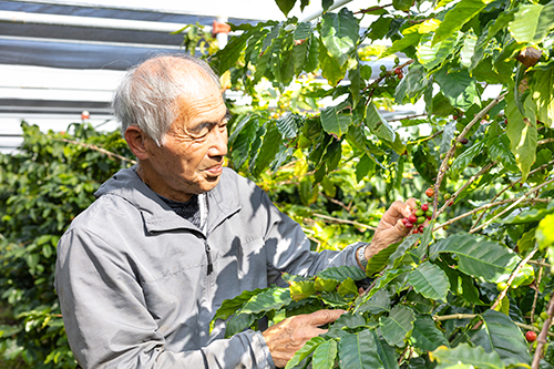沖縄の生産者（又吉コーヒー農園）｜OKINAWA GRITの実績一覧
